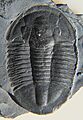 Asaphiscus wheeleri grey CRF