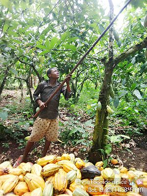 Ateh Eldeno harvesting coacoa