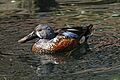 Australasian Shoveler - Anas rhynchotis, Duck Exhibit, Baltimore Zoo, Maryland