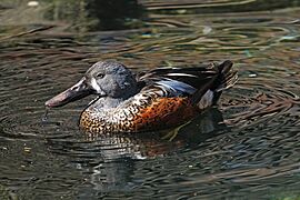 Australasian Shoveler - Anas rhynchotis, Duck Exhibit, Baltimore Zoo, Maryland