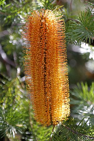 Banksia flower02