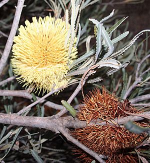 Banksia lindleyana blooms murchison email