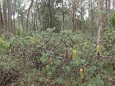 Banksia neoanglica habit