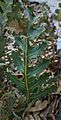 Banksia repens foliage