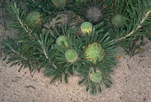 Banksia tridentata.jpg