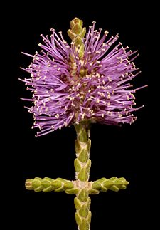 Beaufortia micrantha var. micrantha - Flickr - Kevin Thiele