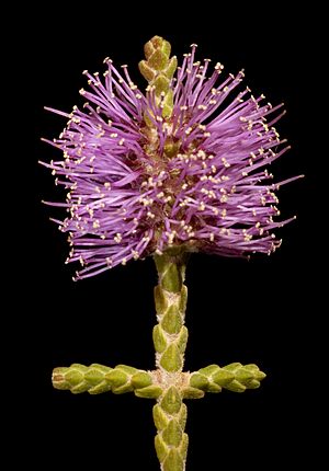 Beaufortia micrantha var. micrantha - Flickr - Kevin Thiele