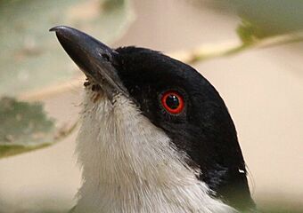 Black-backed Puffback (Dryoscopus cubla) (6017632158)