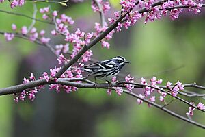 Black and White Warbler in Central Park