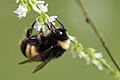 Bombus terricola 86642514
