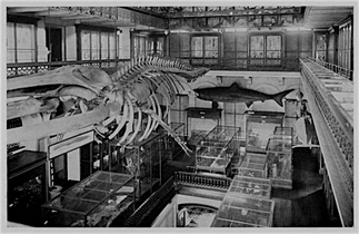 BostonNaturalHistoryMuseum BSNH 1930