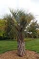 Butia capitata kz5
