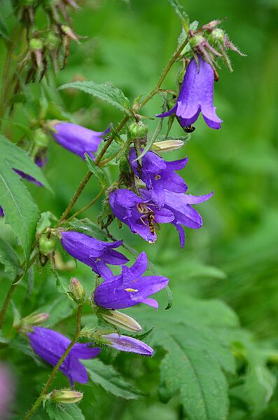 Campanula trachelium (8402625944)