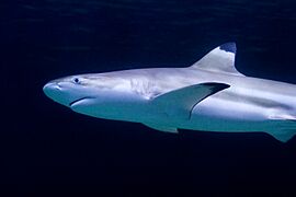 Carcharhinus melanopterus vancouver
