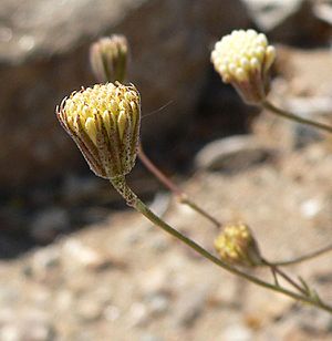 Chaenactis carphoclinia var carphoclinia 2.jpg