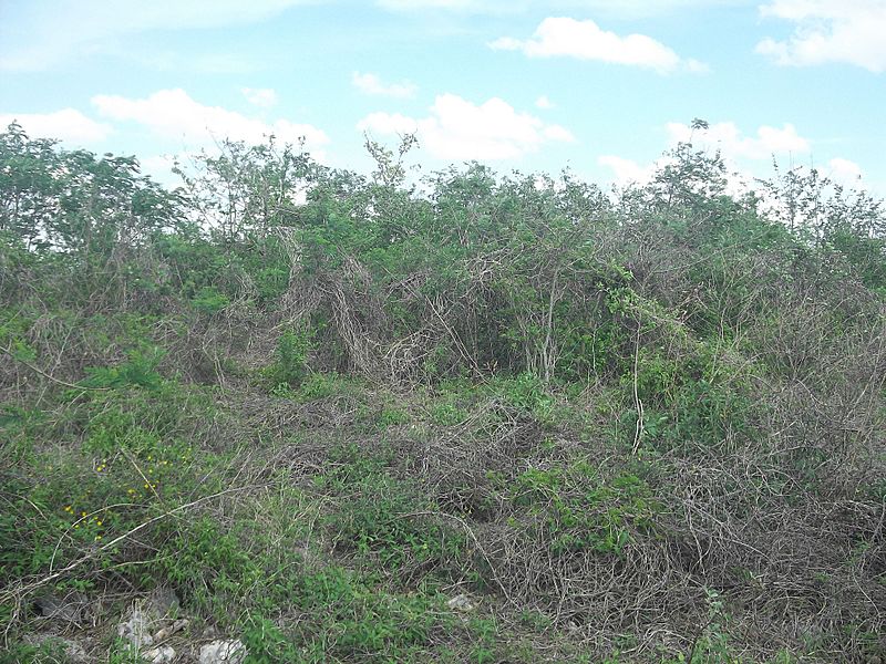 Image Chichí Suárez, Yucatán (10)