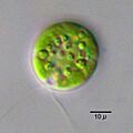 Chlamydomonas globosa - 400x (13263097835)