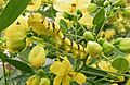 Cloudless Sulfur Caterpillar (Phoebis sennae) eating yellow buttercup bush flowers (Senna corymbosa)