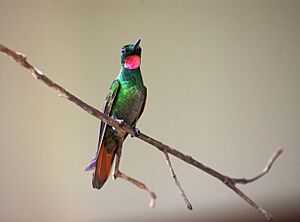 Clytolaema rubricauda -Ubatuba, Sao Paulo, Brazil -male-8a.jpg