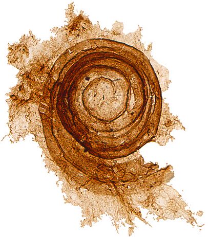 Cochleatina