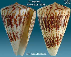 Conus trigonus 1.jpg