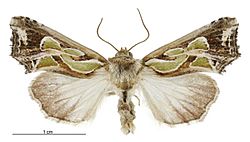 Cosmodes elegans male.jpg