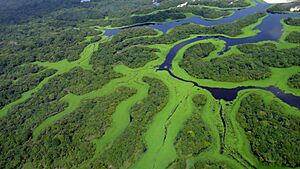 Curvas do Parque Nacional de Anavilhanas