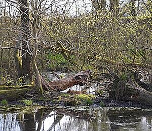 Dead Fox in the bog in the Rotherlands Nature Reserve (geograph 6434047) cropped
