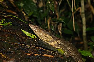 Dumeril's Monitor Lizard (Varanus dumerilii) (Photo by Xavier MALLERET) (24237560651)