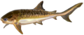E calliaspis