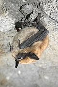 Eastern small-footed bat (5881246126).jpg