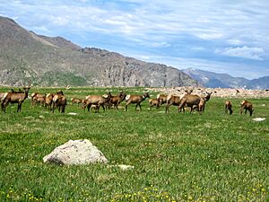 Elk on Flattop Mountain
