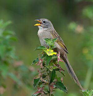 Emberizoides herbicola -nature reserve, Piraju, Sao paulo, Brazil-8.jpg