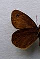 Erebia pluto.underside