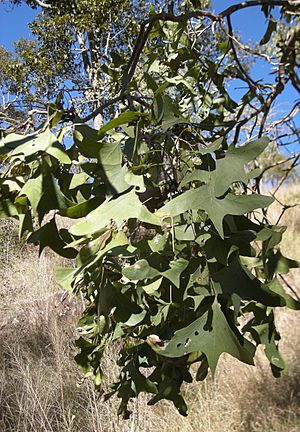 Erythrina vespertilio foliage