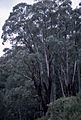 Eucalyptus chapmaniana Bogong