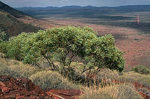 Eucalyptus ewartiana.jpg