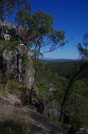 Eucalyptus granitica.jpg