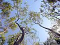 Eucalyptus imlayensis Healthy