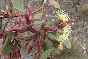 Eucalyptus platypus buds