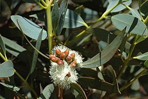 Eucalyptus uncinata buds