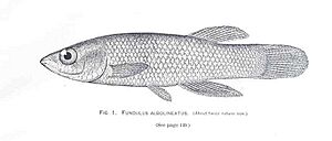 FMIB 34122 Fundulus albolineatus