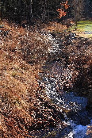 Fallow Hollow looking upstream
