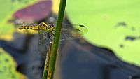 Female Black-faced Percher face (16009434642)