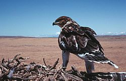 Ferruginous hawk on nest2