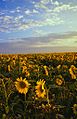 Field of sunflowers Manitoba Canada