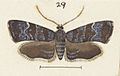 Fig 29 MA I437894 TePapa Plate-XXXIII-The-butterflies full (cropped)