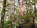 Forest - Angophora