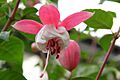 Fuchsia hybrida - flower view 01