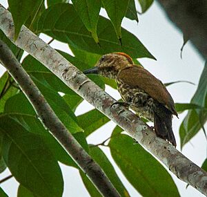 Gabon Woodpecker - Ghana S4E2409 (16224282519)
